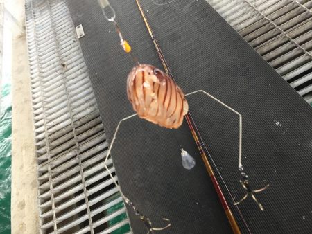 マルハゲ不発もウマヅラGet！